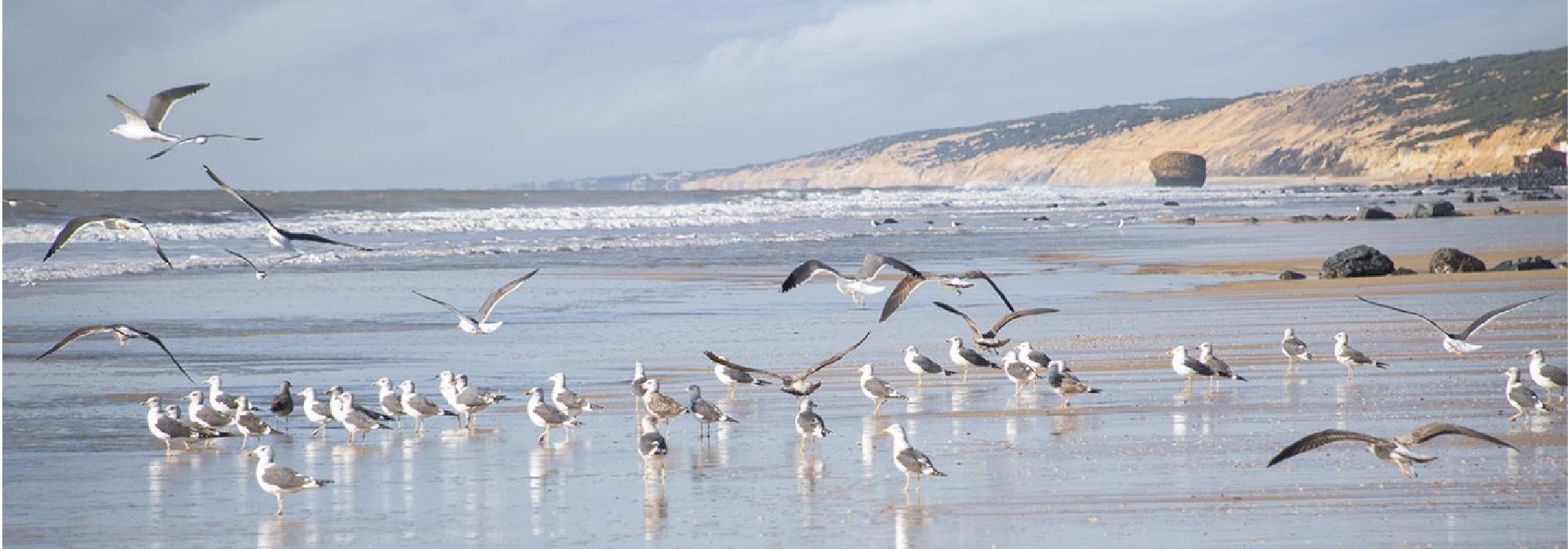 . INMO DOÑANA en Matalascañas . INMO DOÑANA en Matalascañas