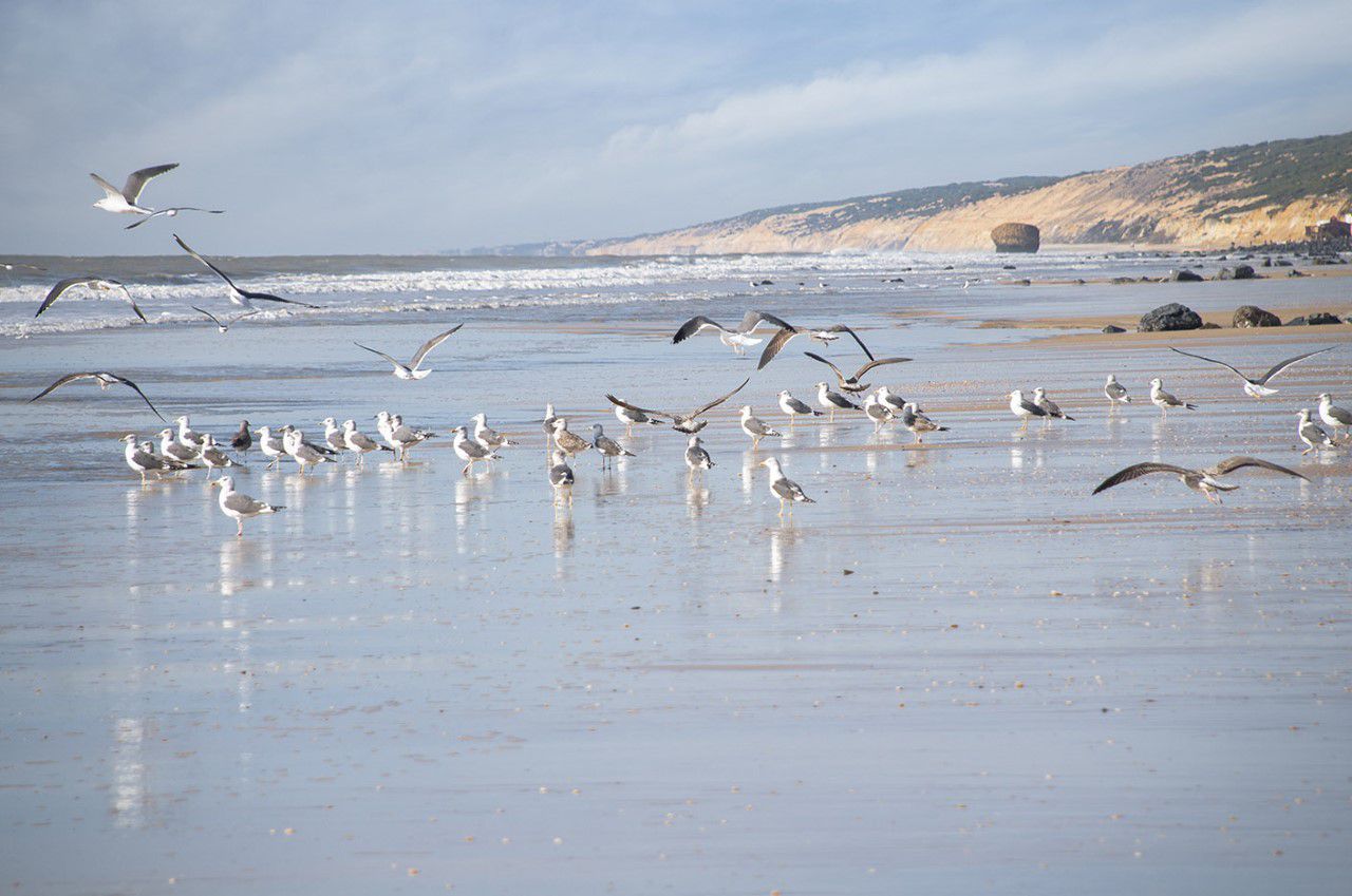 Contacte con nosotros. INMO DOÑANA en Matalascañas